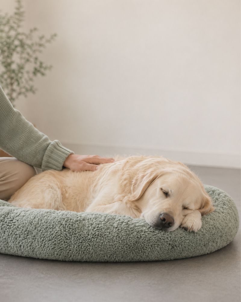 dog-trust-technique-practioner