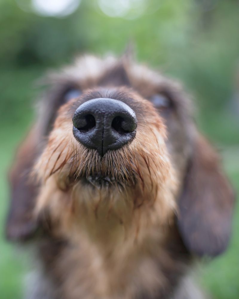 fellengel-dog-nose-nature-portrait