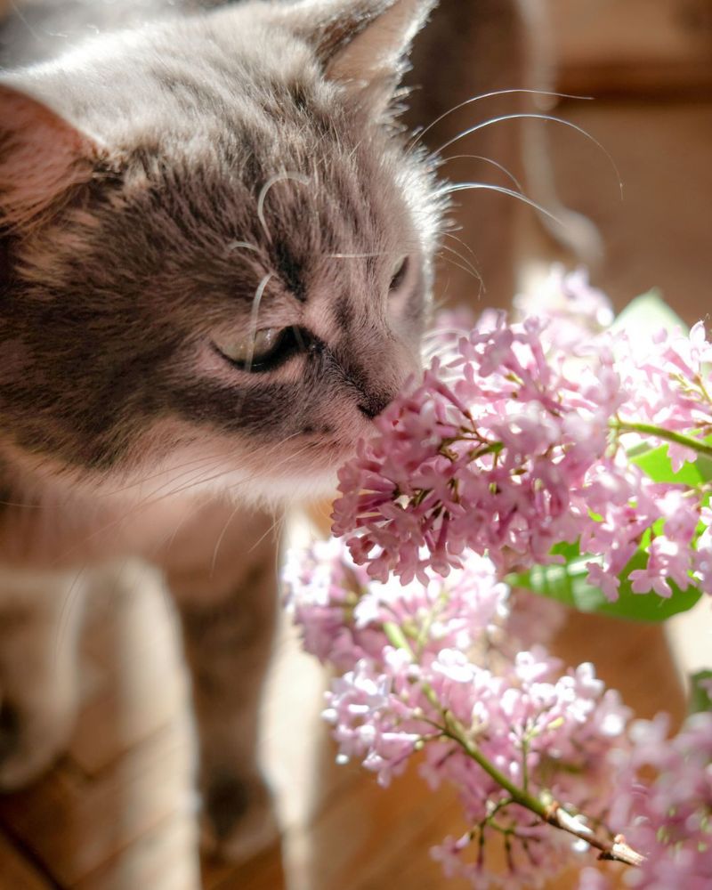 Pet-safety-ZOOPHARMACOGNOSY-cat