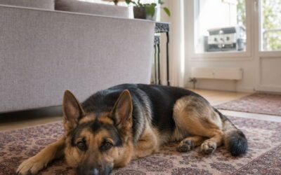 So, jetzt wird getrustet! – Max’ Weg zu mehr Ruhe und Vertrauen